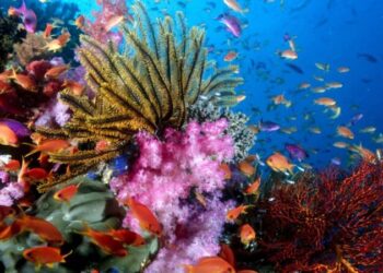 Güneş kremleri mercan resiflerini öldürüyor