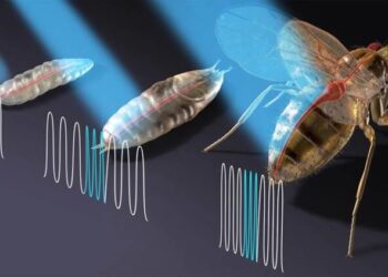 Bilimciler lazerle sineğin kalbini kontrol ettiler