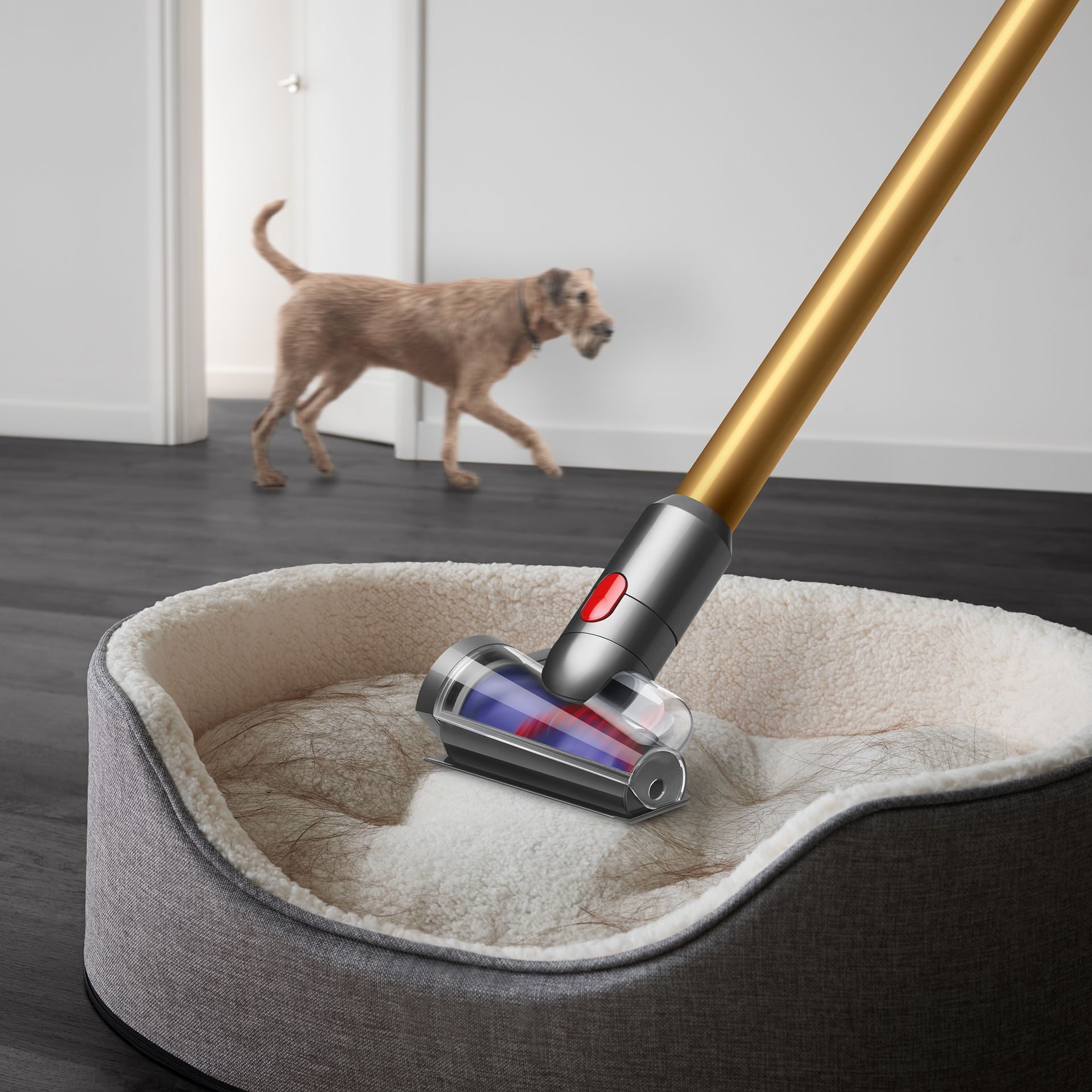 Dyson Anti-tangle: Özellikleri, fiyatı ve çıkış tarihi