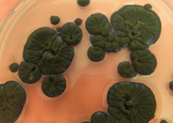 Çernobil mantarı radyasyonu yutup uzay kalkanı oluyor