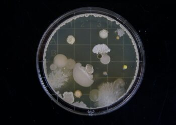 York Üniversitesi antibiyotik krizine karşı metal destekli bir çözüm üretti