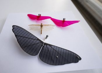 Princeton mühendisleri minyatür robotların pil sorununu çözmek için çekirgelerden ilham aldı