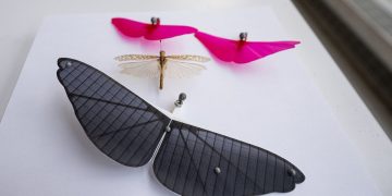 Princeton mühendisleri minyatür robotların pil sorununu çözmek için çekirgelerden ilham aldı