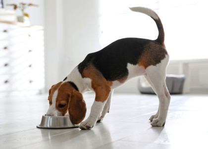 Kedi ve köpek obezitesine karşı farkındalık artıyor